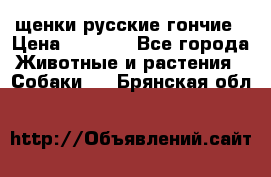 щенки русские гончие › Цена ­ 4 000 - Все города Животные и растения » Собаки   . Брянская обл.